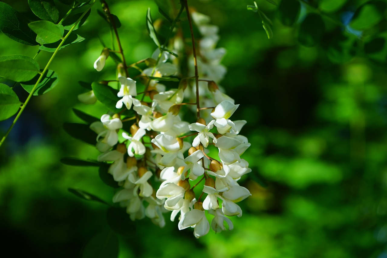 Is Black Locust Toxic To Dogs LSESC