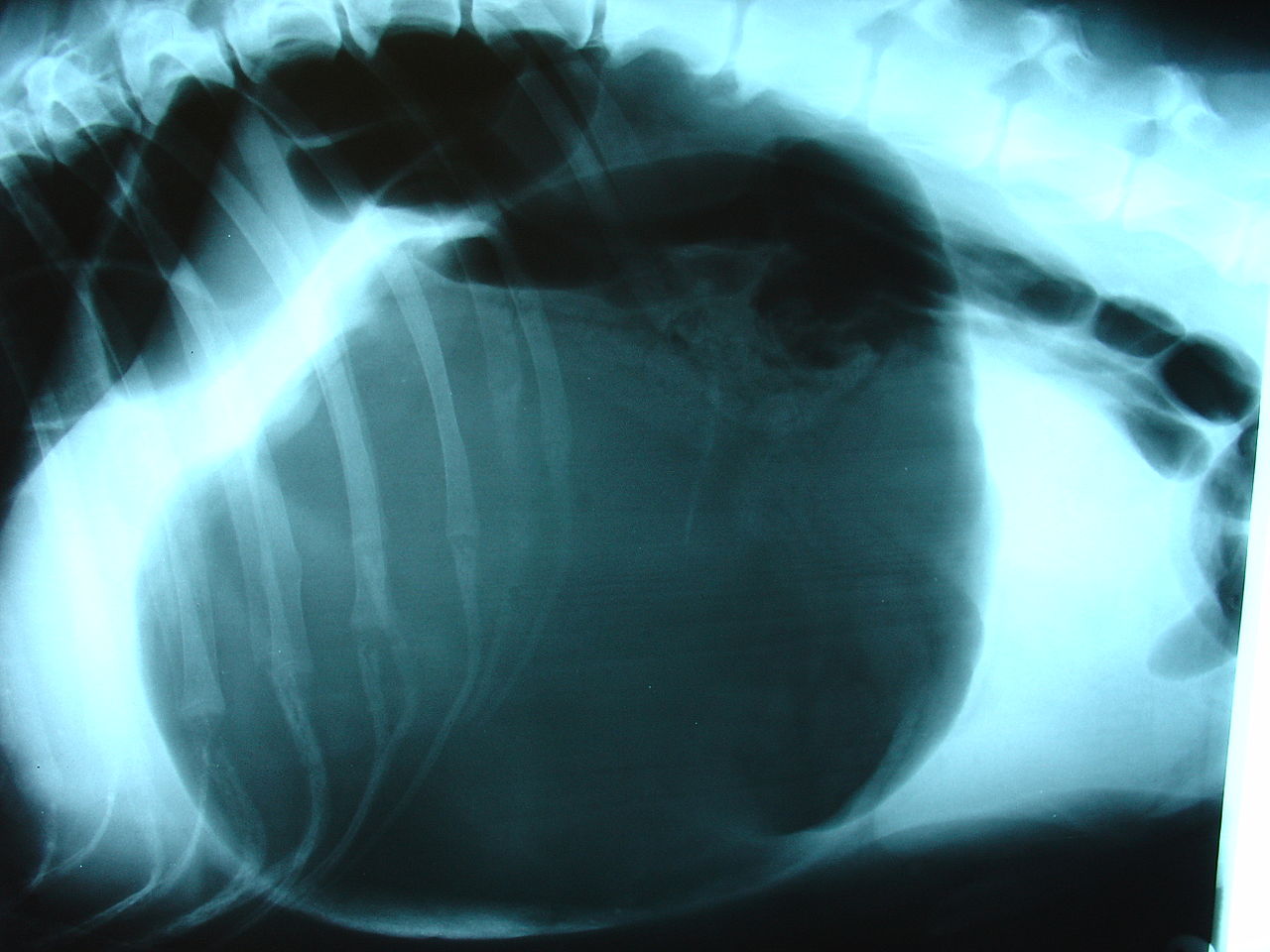 Bloat in dog x-ray picture
