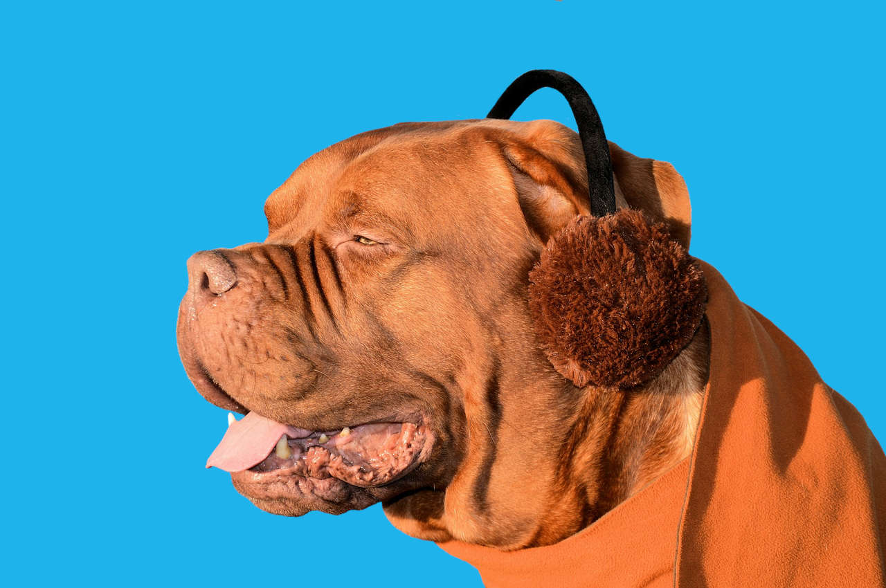 a dog with ear muffs